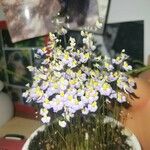 Utricularia bisquamata Blomst