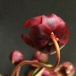 Sarracenia psittacina Flower