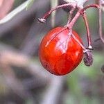 Searsia albida Fruit