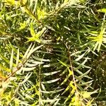 Melaleuca linariifolia Blatt