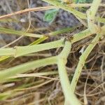 Erucaria hispanica Corteza