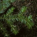 Taxus brevifolia Hábitos