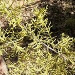 Juniperus monosperma Ліст