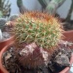 Echinocereus dasyacanthus Лист