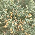 Juniperus phoeniceaЦветок