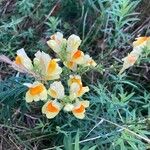 Linaria vulgaris फूल