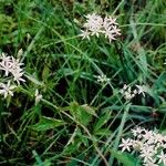 Allium speculae 花