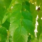 Campsis radicans Leaf