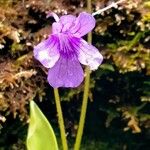 Pinguicula grandiflora Flor