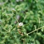 Phacelia ramosissima Агульны выгляд