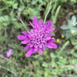 Scabiosa pyrenaica Fiore