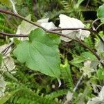 Humbertacalia tomentosa Leaf