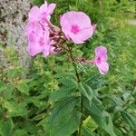 Phlox carolina Flower