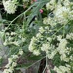 Lepidium latifolium Flower