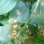 Rubus foliosus अन्य