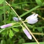 Polygala vulgaris Feuille