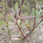 Globularia alypum Leaf