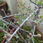 Commiphora pyracanthoides Blatt