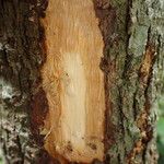 Sclerocroton cornutus Φλοιός