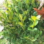 Buxus sempervirensList