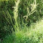 Rumex acetosa Habit