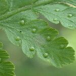 Microlepia speluncae Leaf