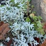 Cerastium biebersteinii Hoja