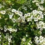 Lobularia maritimaFlower