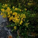 Cytisus decumbens Hábito