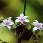 Clerodendrum indicum Fleur