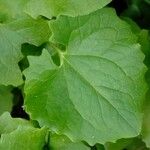 Doronicum columnae Hoja