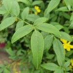 Jasminum odoratissimum Folha