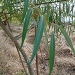 Salix alba Blad