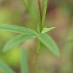 Trifolium rubens Leaf