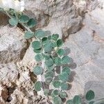 Antirrhinum molle Hoja