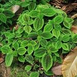 Pilea involucrata Ліст