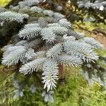 Picea pungens ഇല