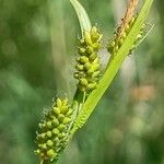 Carex pallescens Kvet