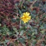 Pilosella officinarum Flower