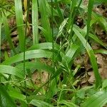 Lolium giganteum Leaf