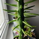 Austrocylindropuntia subulata Blatt