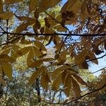 Carya glabra List