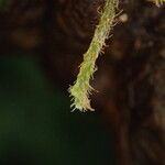 Trichomanes erosum Outro