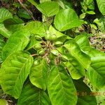 Conceveiba guianensis Плод
