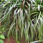 Ophiopogon jaburan Folla