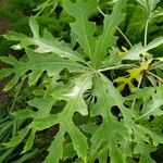 Cussonia paniculata Φύλλο