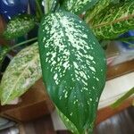 Dieffenbachia seguine叶