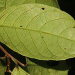 Celastrus vulcanicola Leaf