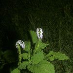 Heliotropium indicum Habit