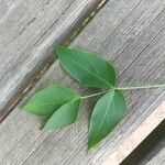 Staphylea pinnata Likasa